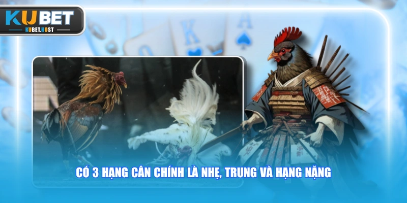 Đá Gà Cựa Dao Mãn Nhãn Với Những Trận Đấu Máu Lửa Nghẹt Thở 2 Có 3 hạng cân chính là nhẹ, trung và hạng nặng