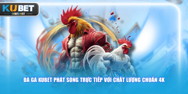 Trải Nghiệm Đá Gà KUBET Trực Tiếp Hôm Nay Siêu Hấp Dẫn 2 Đá gà KUBET phát sóng trực tiếp với chất lượng chuẩn 4K